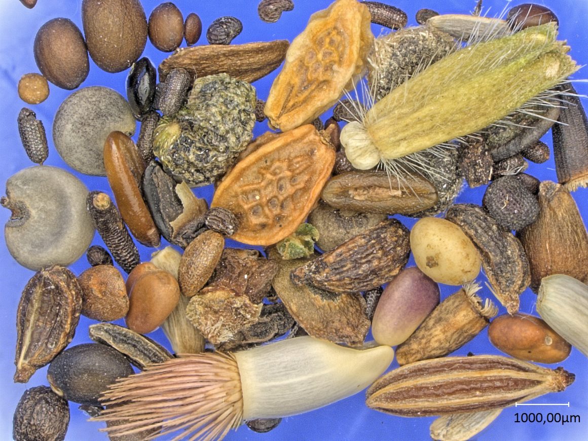 Saatgutsammlung und -sicherung