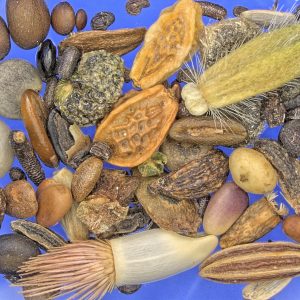 Saatgutsammlung und -sicherung