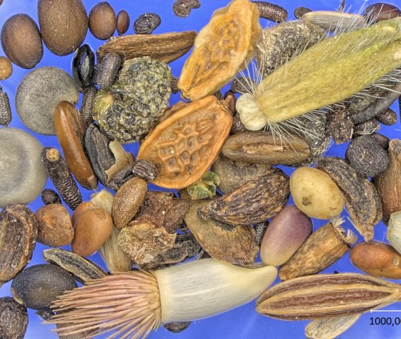 Saatgutsammlung und -sicherung