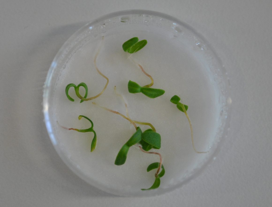 Qualitätsprüfung und Keimung