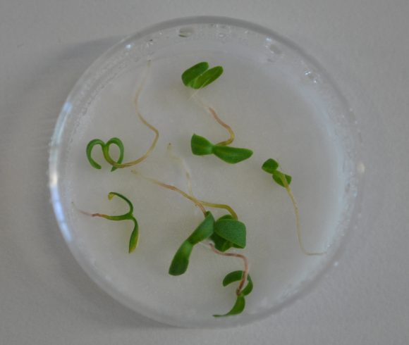 Qualitätsprüfung und Keimung