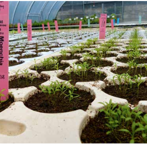 Treffen AG Erhaltungskulturen