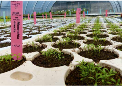 Treffen AG Erhaltungskulturen