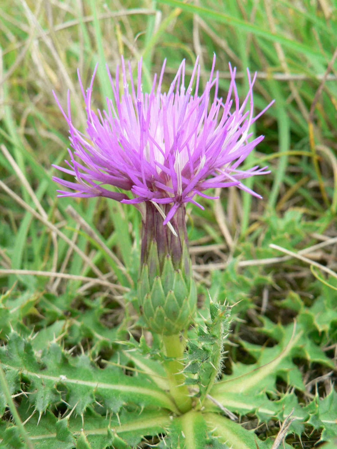 Pflanzen im Fokus Pflanzen im Fokus