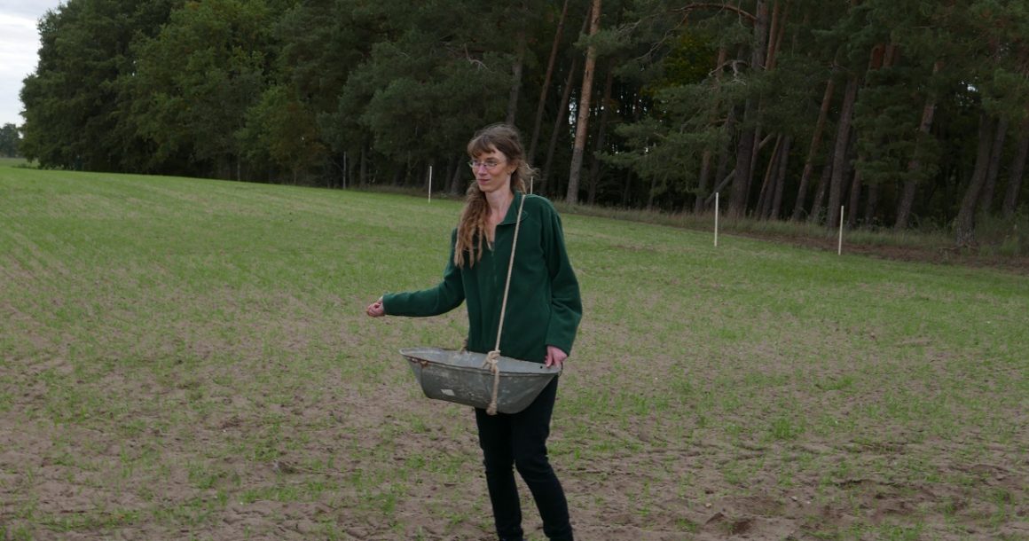 Wiederansiedlung Lämmersalat