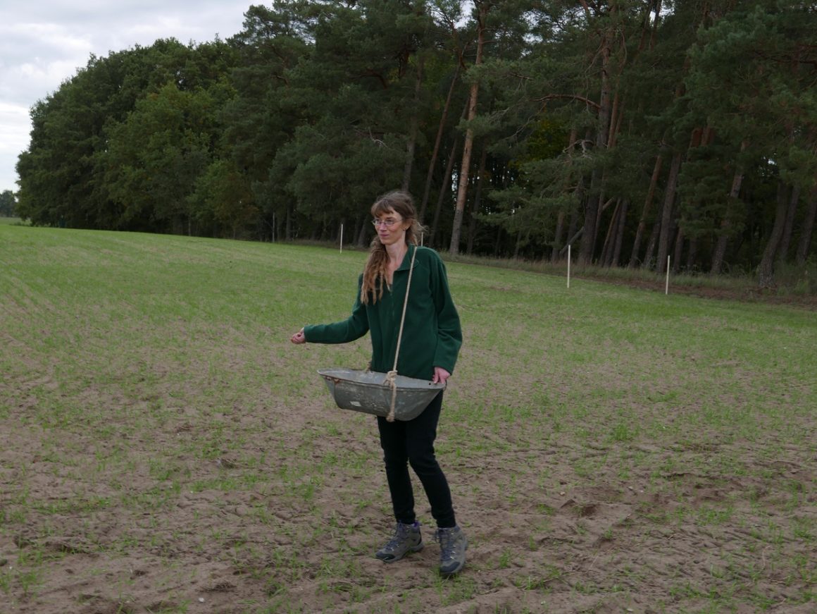 Wiederansiedlung Lämmersalat
