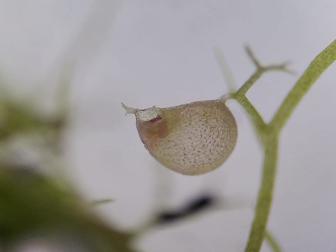 Pflanzen im Fokus Pflanzen im Fokus
