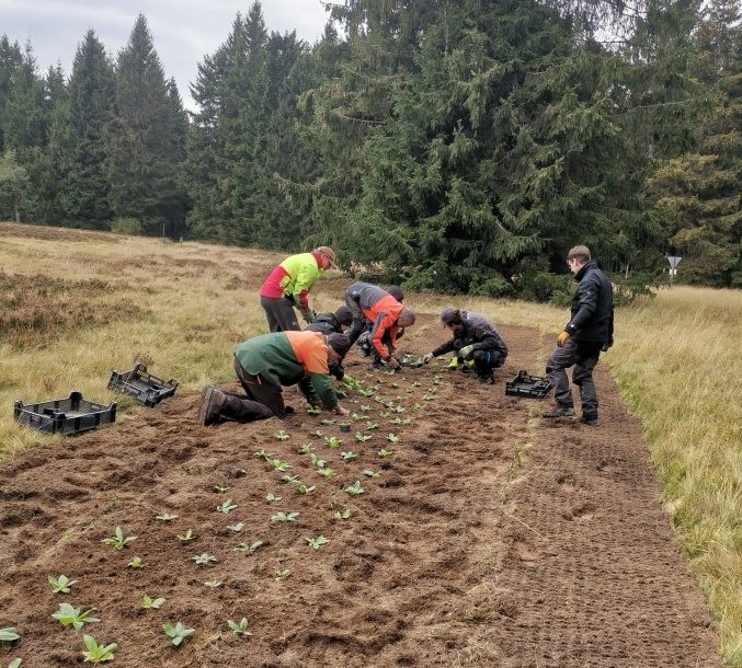 Ansiedlung von Arnika