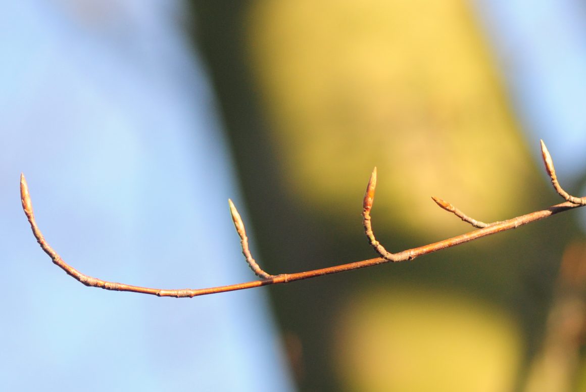 Pflanzen im Fokus Pflanzen im Fokus
