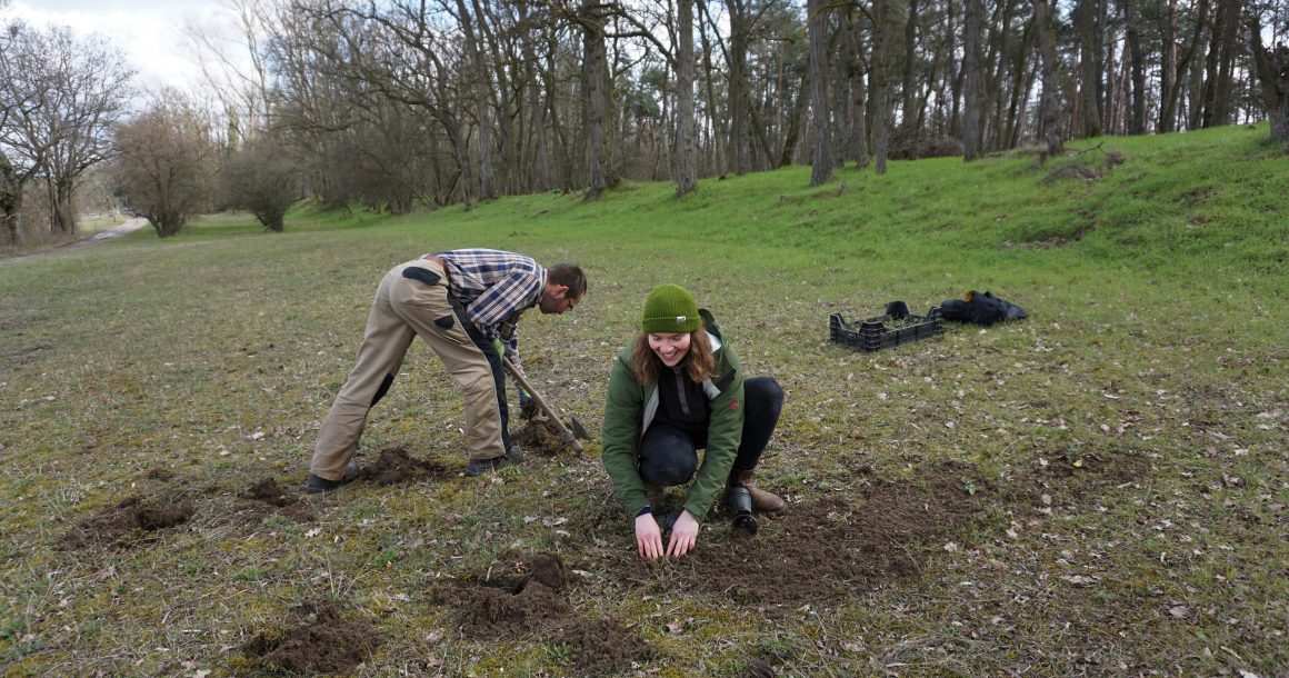 Ansiedlung von Scabiosa