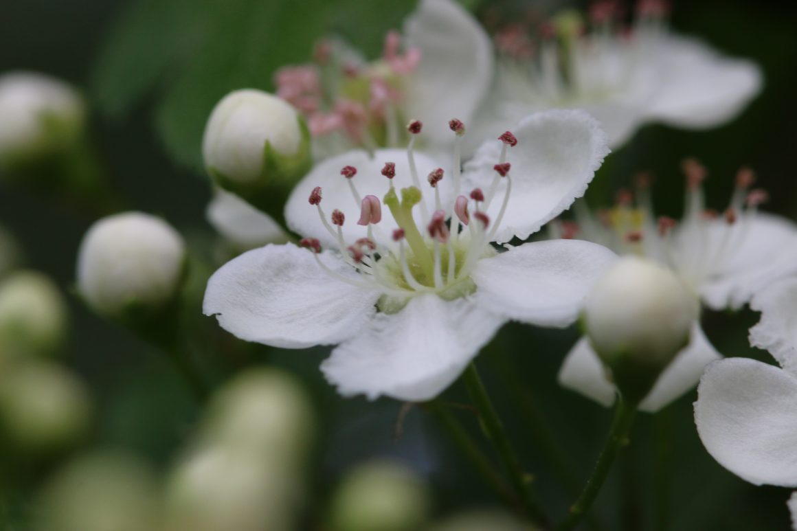 Pflanzen im Fokus Pflanzen im Fokus