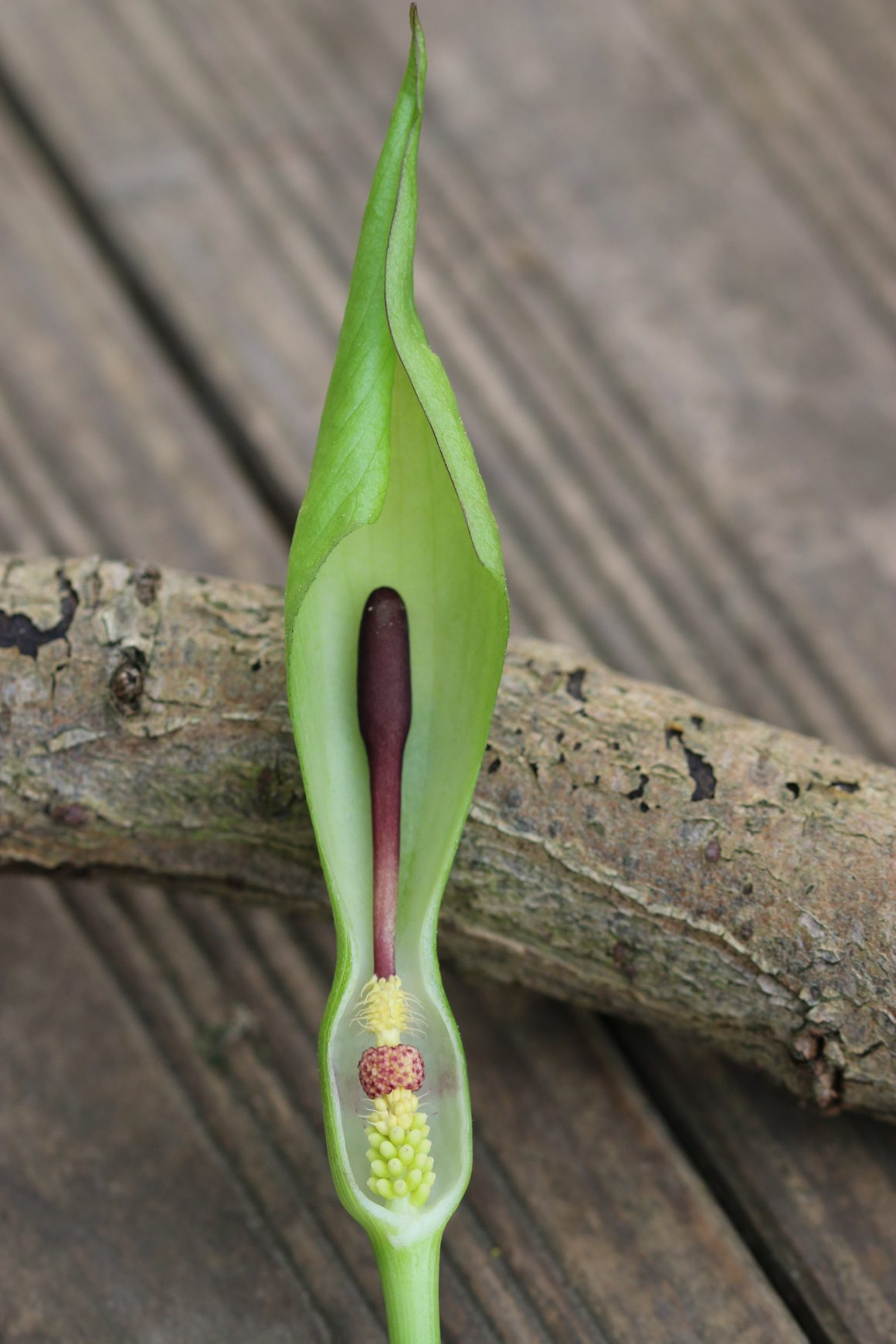 Pflanzen im Fokus Pflanzen im Fokus