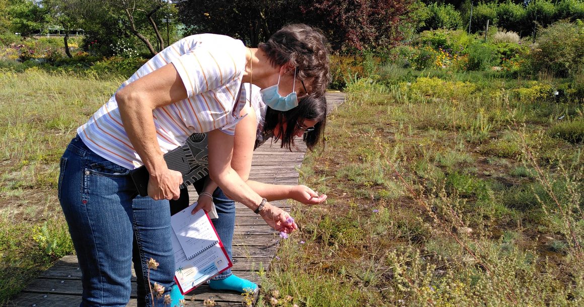 Engagement im Wildpflanzenschutz