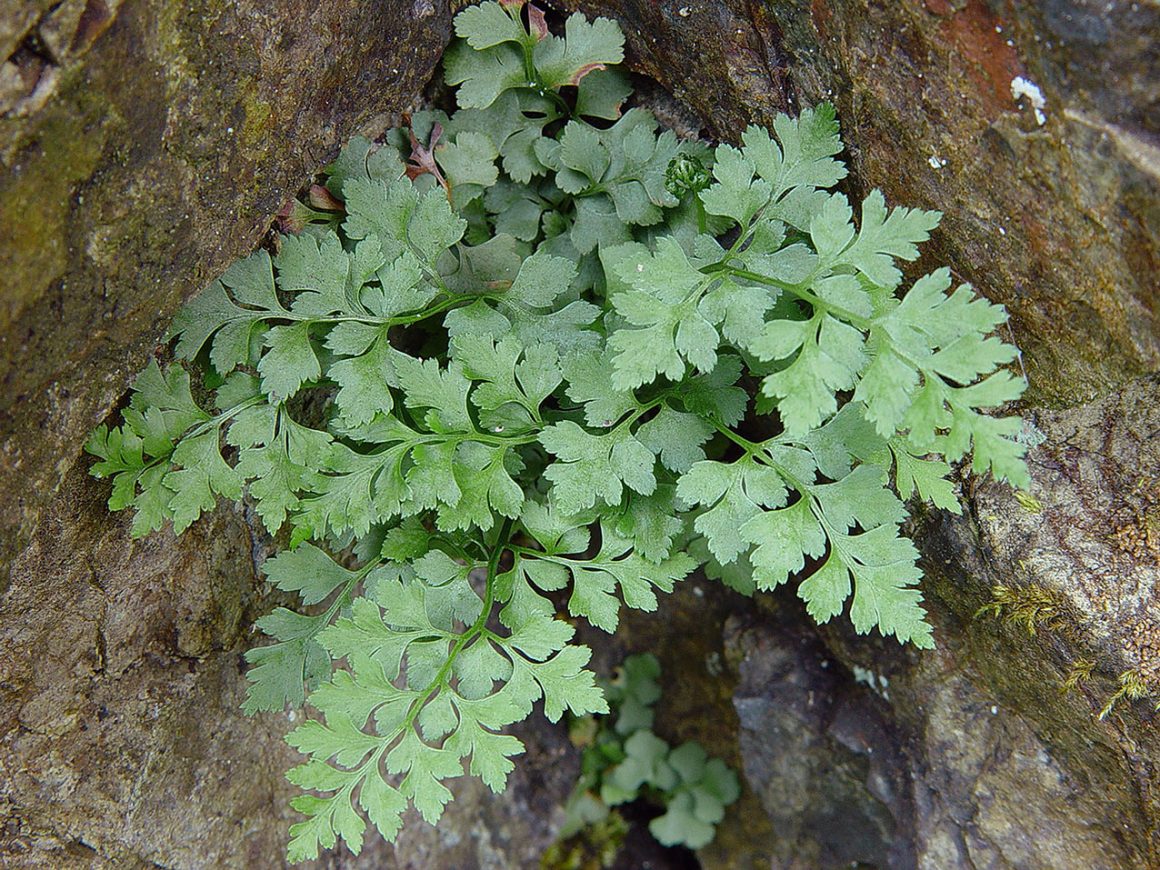 Partnergärten Partnergärten