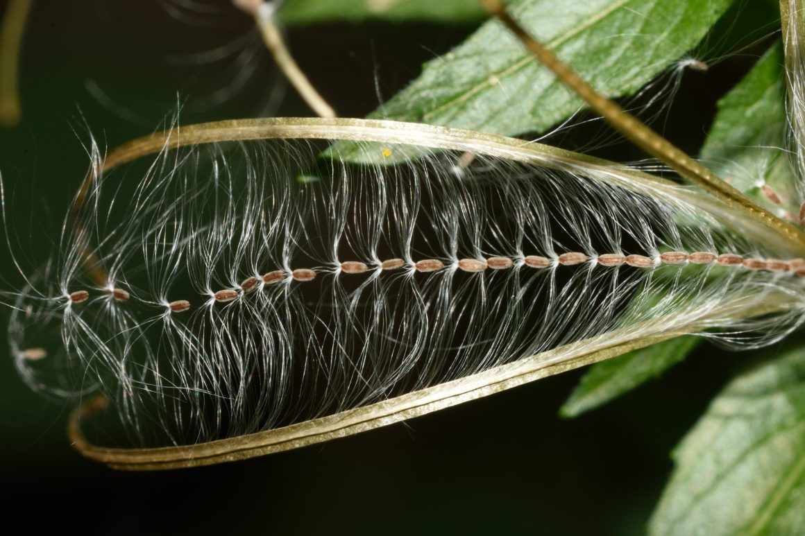 Pflanzen im Fokus Pflanzen im Fokus