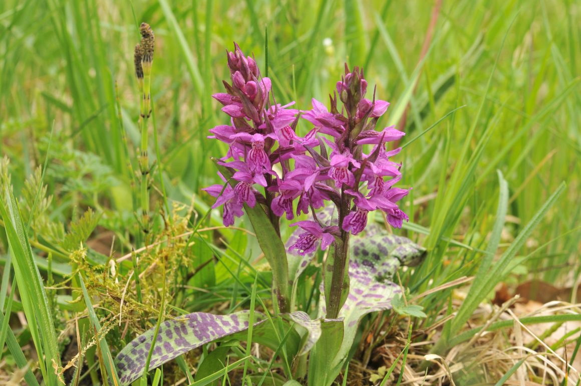 Pflanzen im Fokus Pflanzen im Fokus