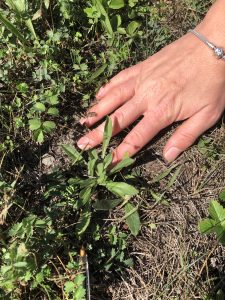 Monitoring von Scabiosa canescens