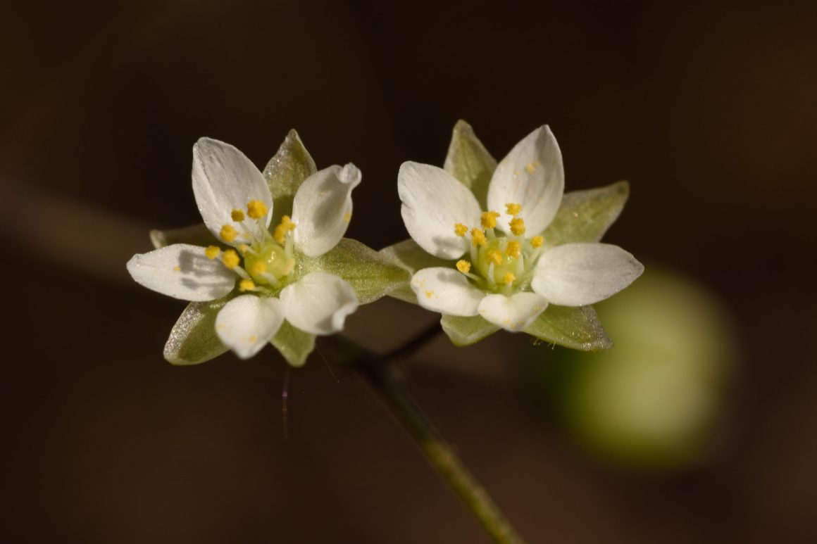 Pflanzen im Fokus Pflanzen im Fokus