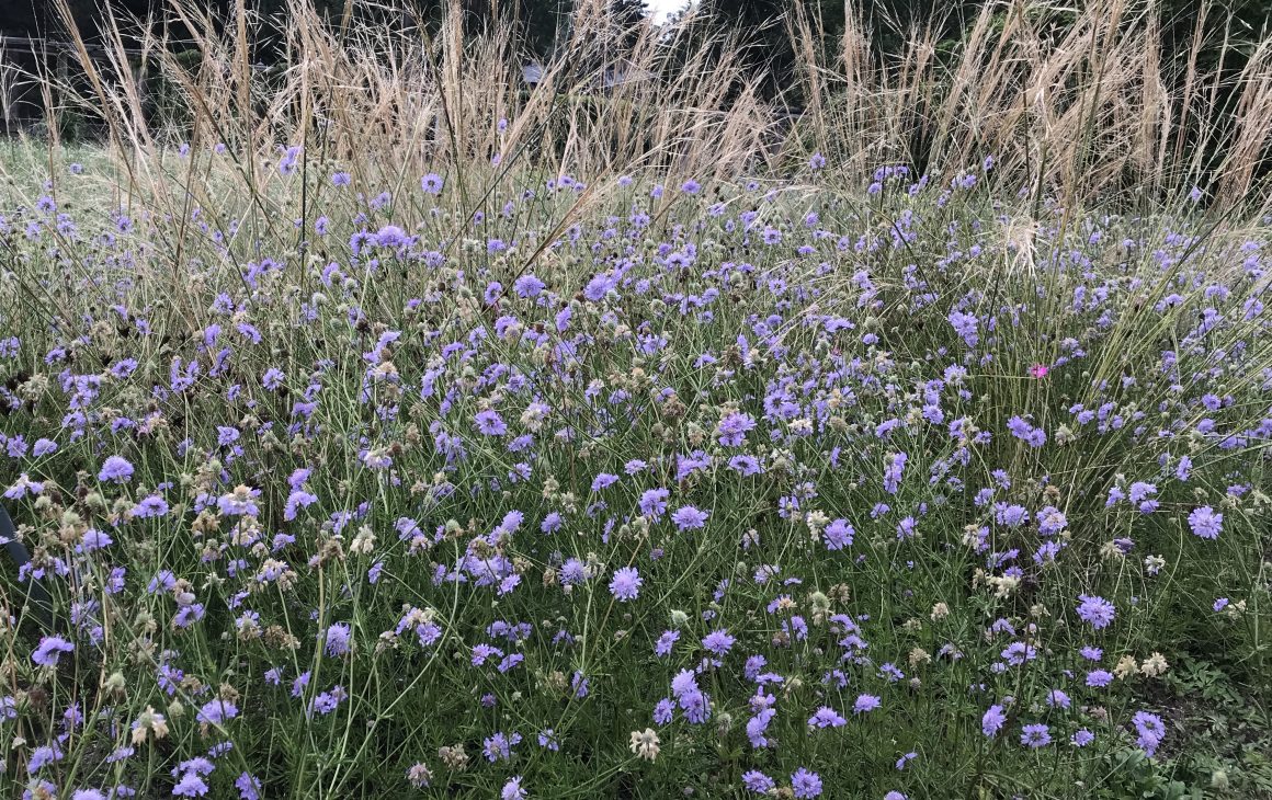 Pflanzen für die Vielfalt Pflanzen für die Vielfalt
