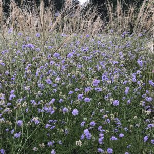 Pflanzen für die Vielfalt Pflanzen für die Vielfalt