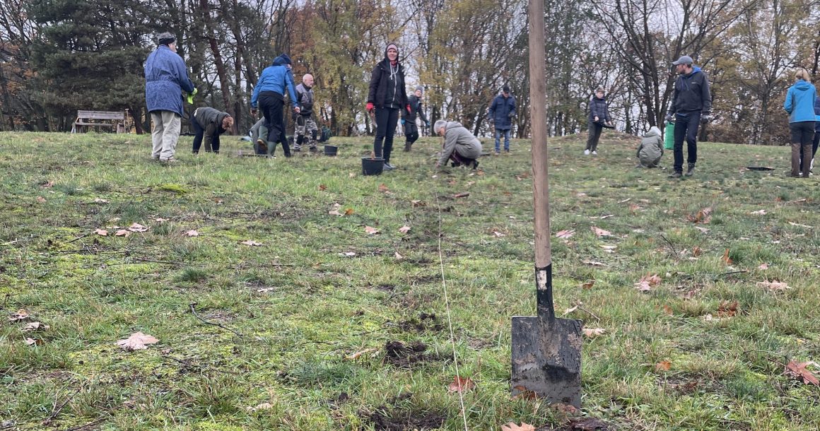 Skabiosen für Bad Belzig