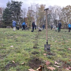 Skabiosen für Bad Belzig Skabiosen für Bad Belzig