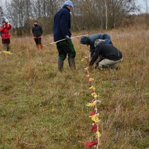 Comeback Sumpf-Kranzenzian