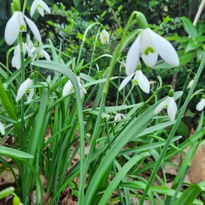 Messinstrument Pflanze