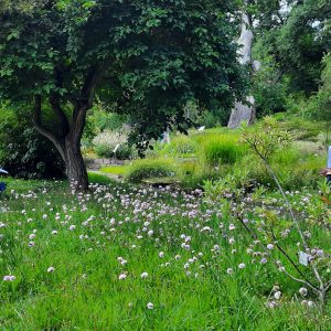 Tag der Grasnelke Tag der Grasnelke